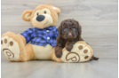 Happy Mini Labradoodle Baby