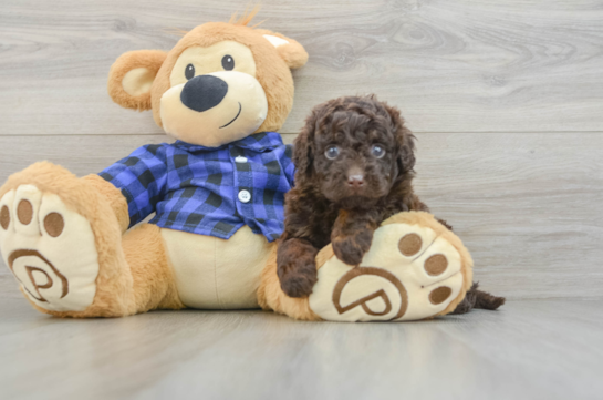 Happy Mini Labradoodle Baby