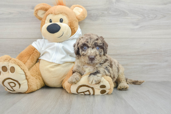 Energetic Labrapoo Poodle Mix Puppy