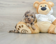 7 week old Mini Labradoodle Puppy For Sale - Premier Pups