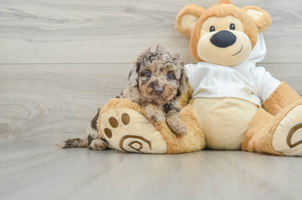 7 week old Mini Labradoodle Puppy For Sale - Premier Pups