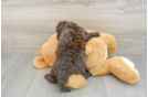 Happy Mini Labradoodle Baby