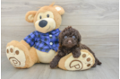 Best Mini Labradoodle Baby
