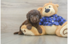 Smart Mini Labradoodle Poodle Mix Pup