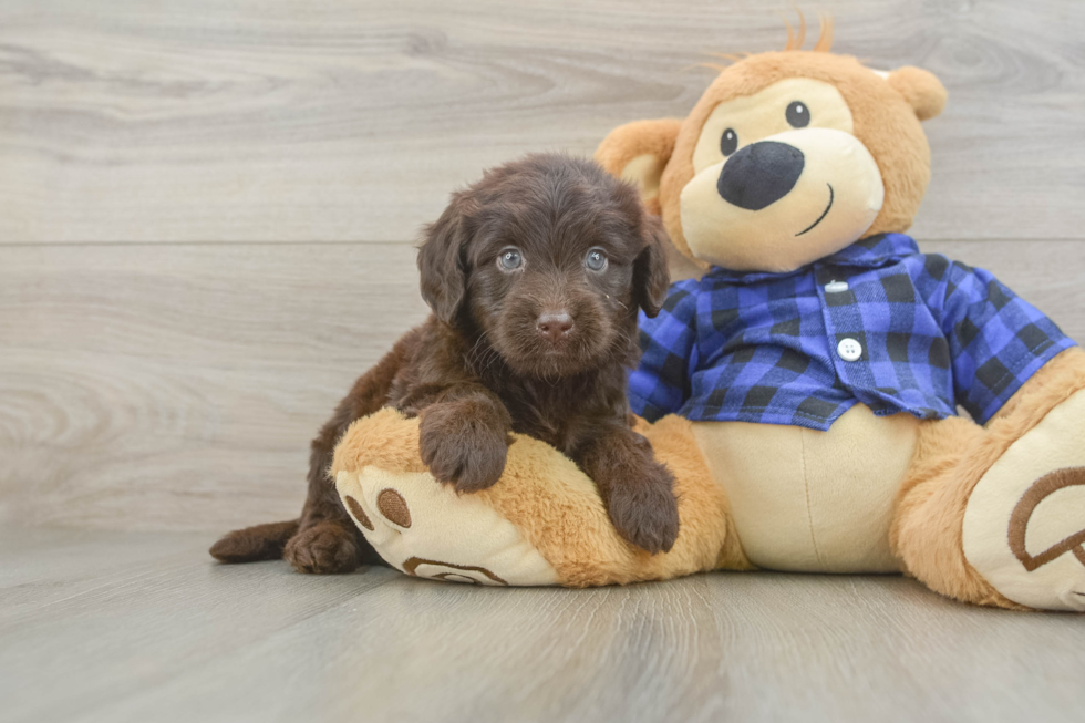 Smart Mini Labradoodle Poodle Mix Pup