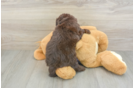 Friendly Mini Labradoodle Baby