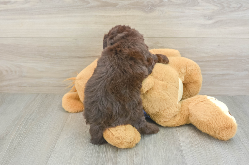 Friendly Mini Labradoodle Baby