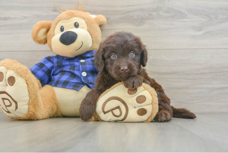 Mini Labradoodle Pup Being Cute