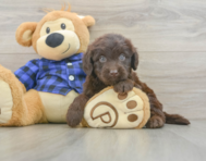 6 week old Mini Labradoodle Puppy For Sale - Premier Pups