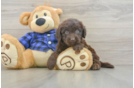 Mini Labradoodle Pup Being Cute