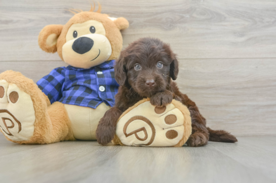 Mini Labradoodle Pup Being Cute