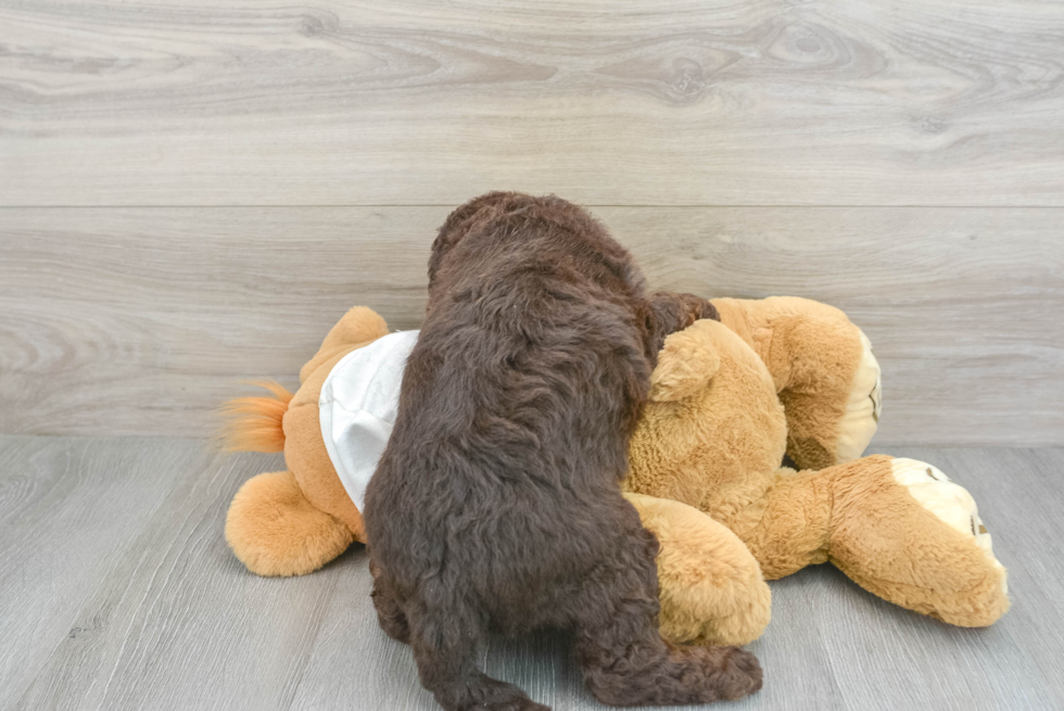 Mini Labradoodle Pup Being Cute