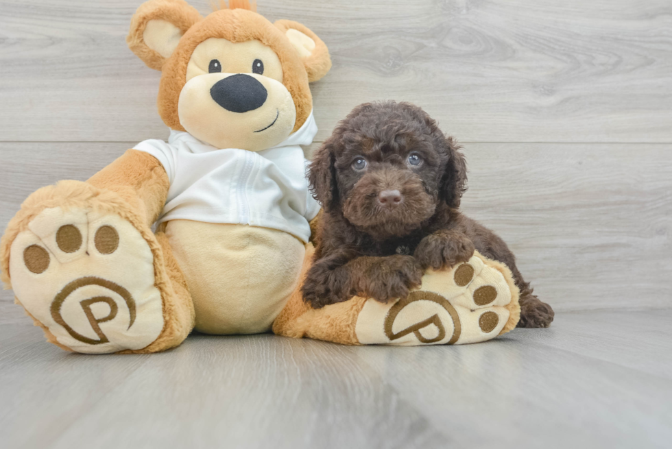 Happy Mini Labradoodle Baby