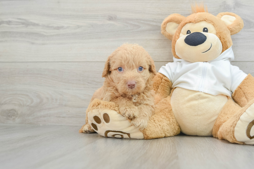 Friendly Mini Labradoodle Baby