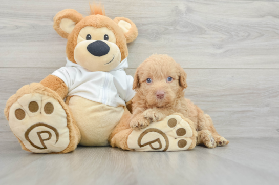 Petite Mini Labradoodle Poodle Mix Pup