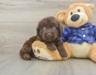5 week old Mini Labradoodle Puppy For Sale - Premier Pups