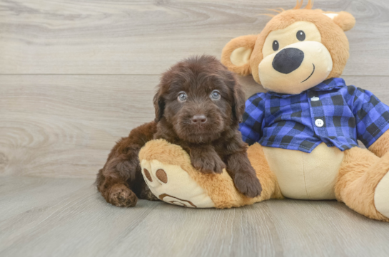 Friendly Mini Labradoodle Baby