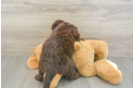 Best Mini Labradoodle Baby