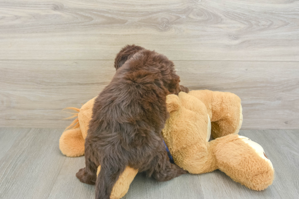 Best Mini Labradoodle Baby