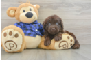 Best Mini Labradoodle Baby