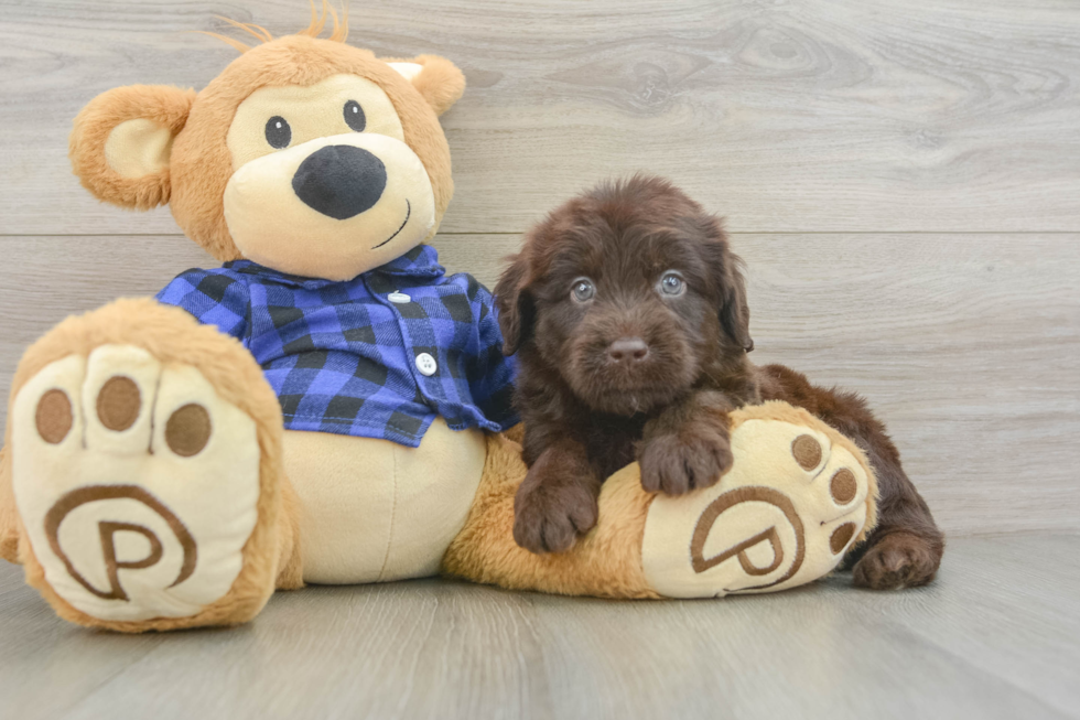 Best Mini Labradoodle Baby