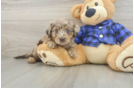 Mini Labradoodle Puppy for Adoption