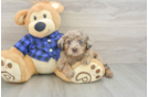 Small Mini Labradoodle Baby