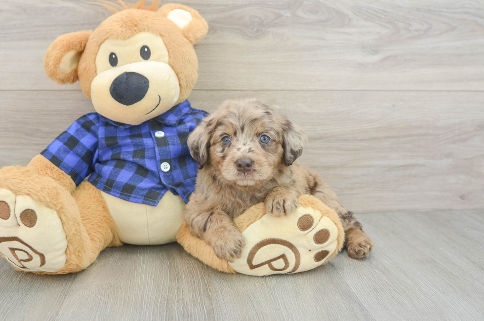 5 week old Mini Labradoodle Puppy For Sale - Premier Pups