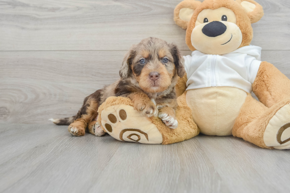 Best Mini Labradoodle Baby