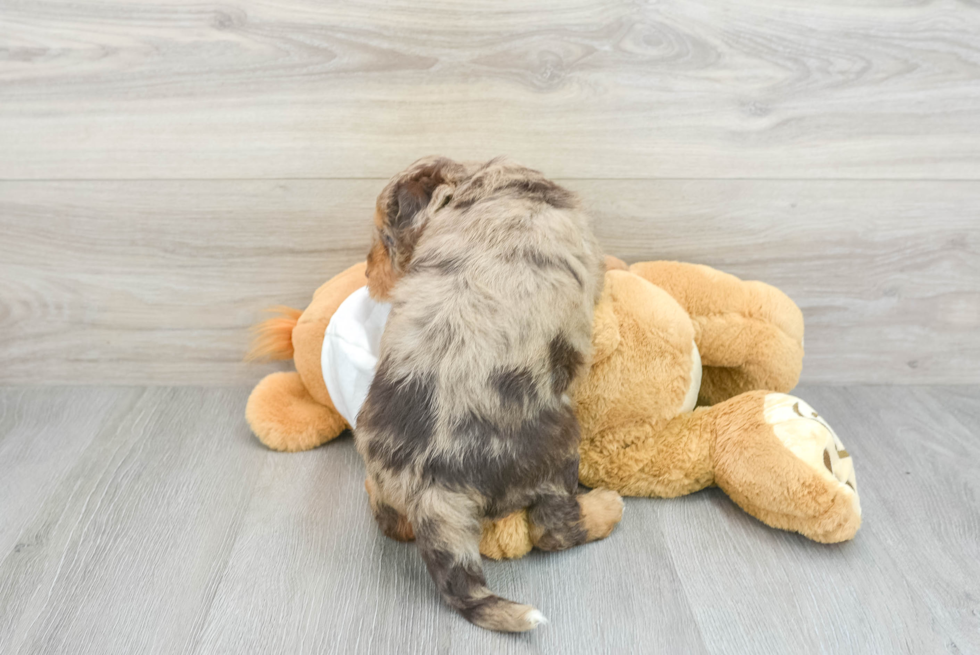 Best Mini Labradoodle Baby