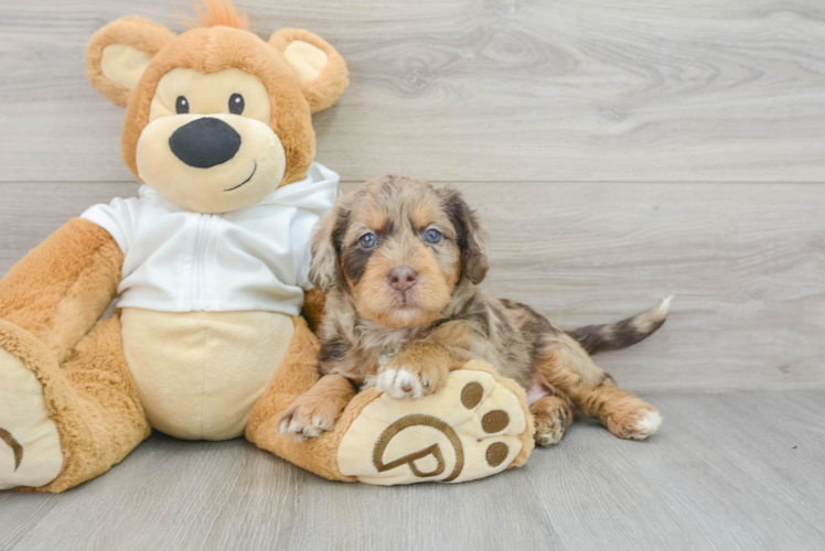 Fluffy Mini Labradoodle Poodle Mix Pup