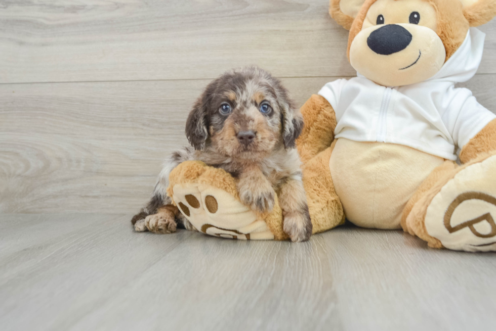 Mini Labradoodle Pup Being Cute