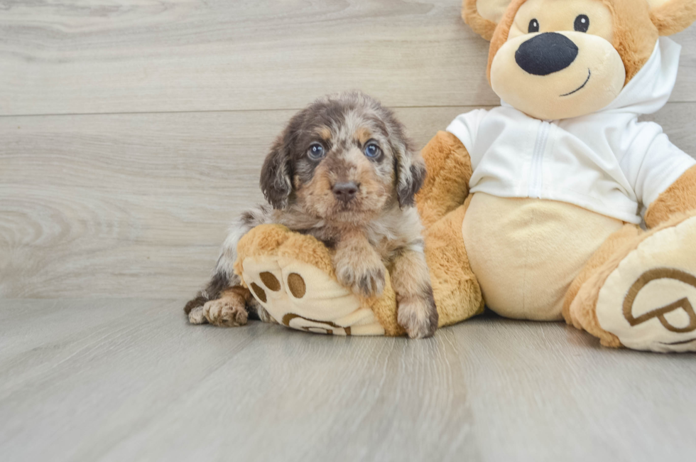 6 week old Mini Labradoodle Puppy For Sale - Premier Pups