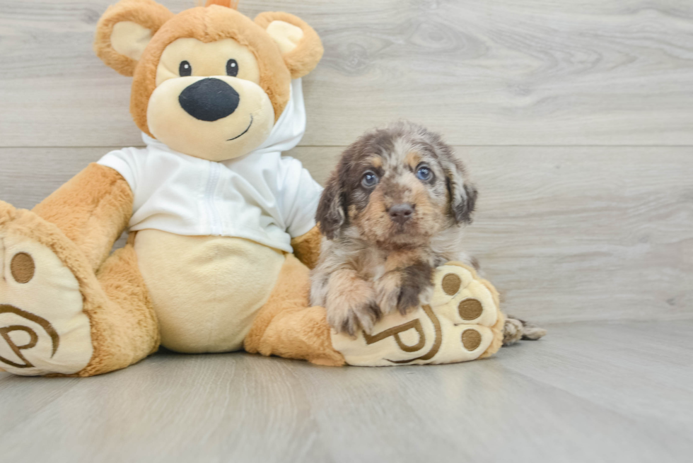 Adorable Labrapoo Poodle Mix Puppy