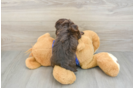 Petite Mini Labradoodle Poodle Mix Pup