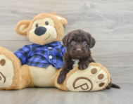 7 week old Mini Labradoodle Puppy For Sale - Premier Pups