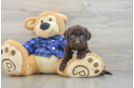 Best Mini Labradoodle Baby