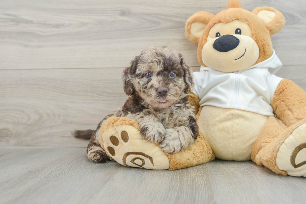 Small Mini Labradoodle Baby