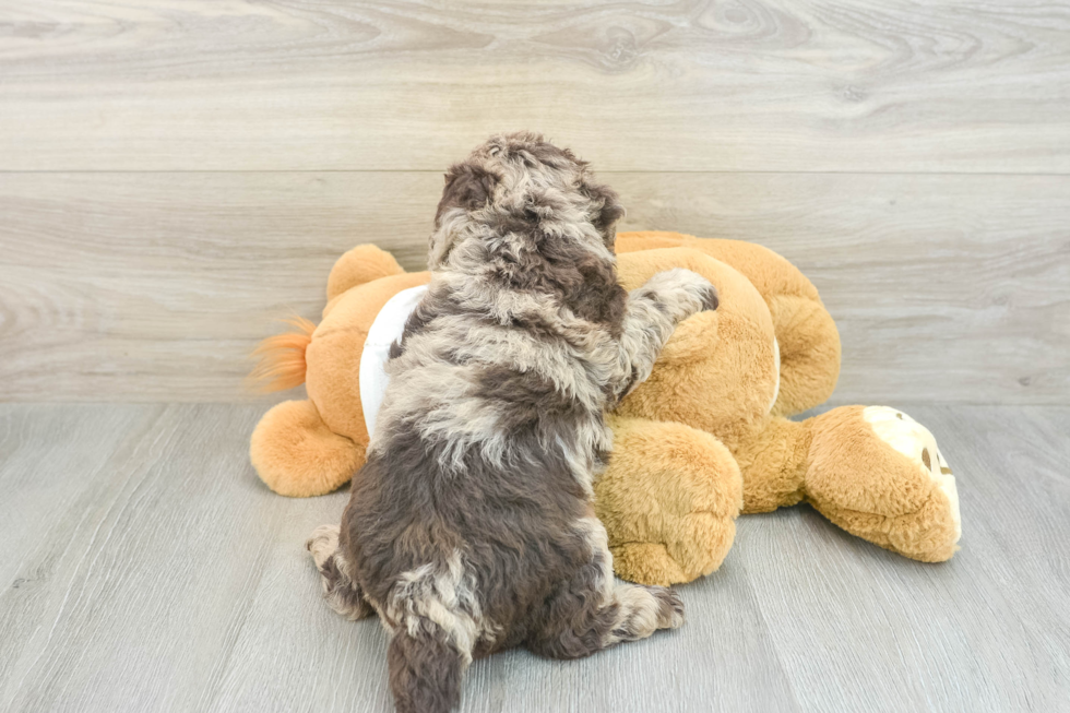 Mini Labradoodle Pup Being Cute