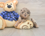 7 week old Mini Labradoodle Puppy For Sale - Premier Pups