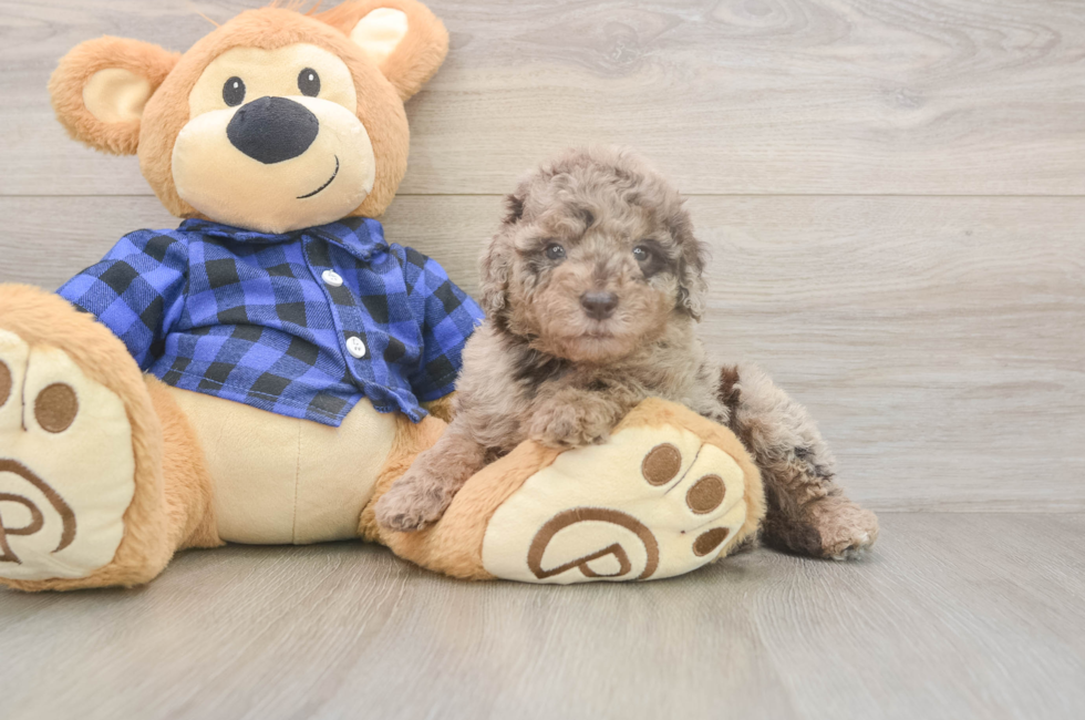 5 week old Mini Labradoodle Puppy For Sale - Premier Pups