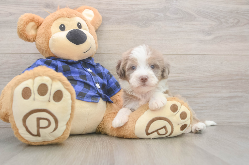 5 week old Mini Labradoodle Puppy For Sale - Premier Pups