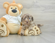 6 week old Mini Labradoodle Puppy For Sale - Premier Pups