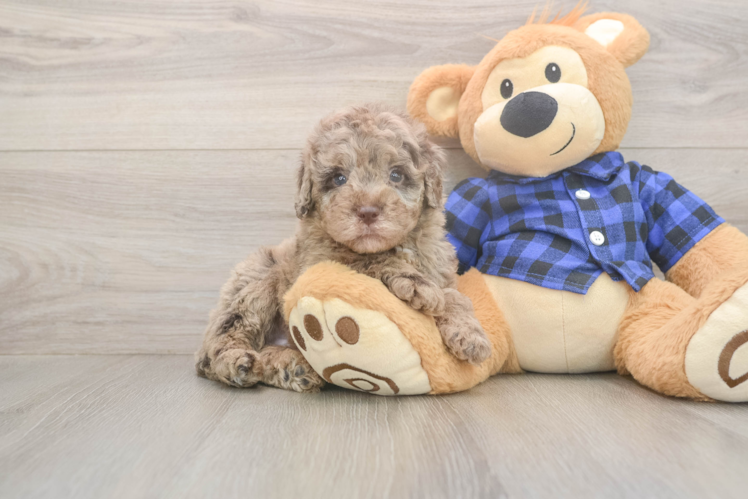 Best Mini Labradoodle Baby