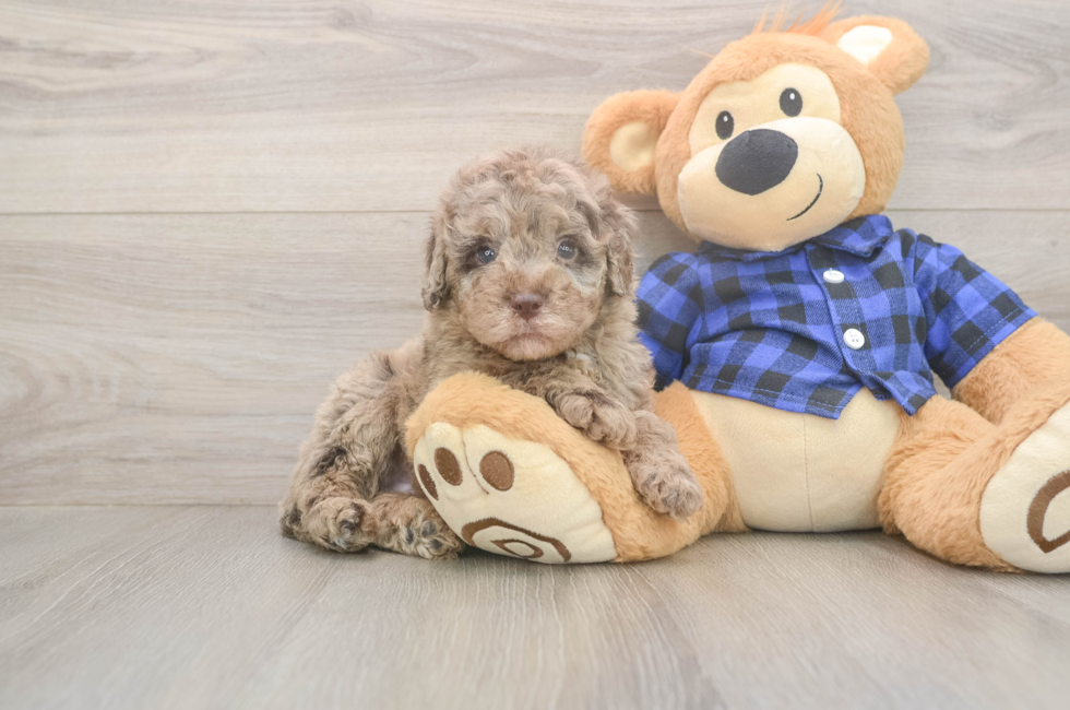 5 week old Mini Labradoodle Puppy For Sale - Premier Pups