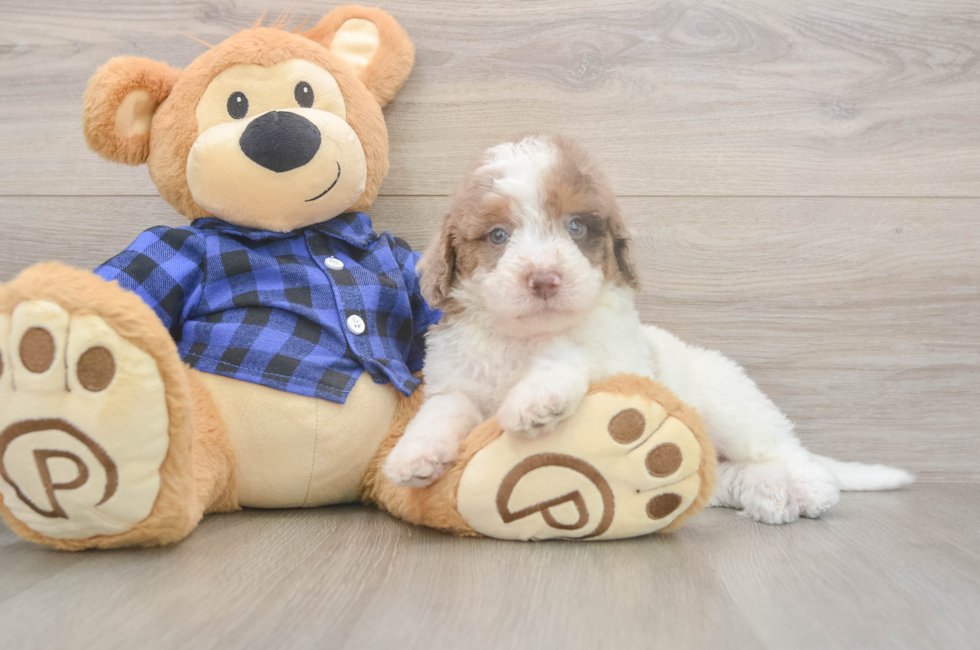 5 week old Mini Labradoodle Puppy For Sale - Premier Pups