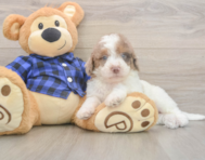 6 week old Mini Labradoodle Puppy For Sale - Premier Pups 6 week old Mini Labradoodle Puppy For Sale - Premier Pups