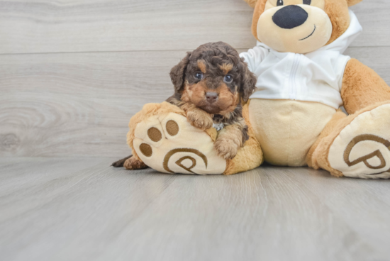 Cute Mini Labradoodle Baby