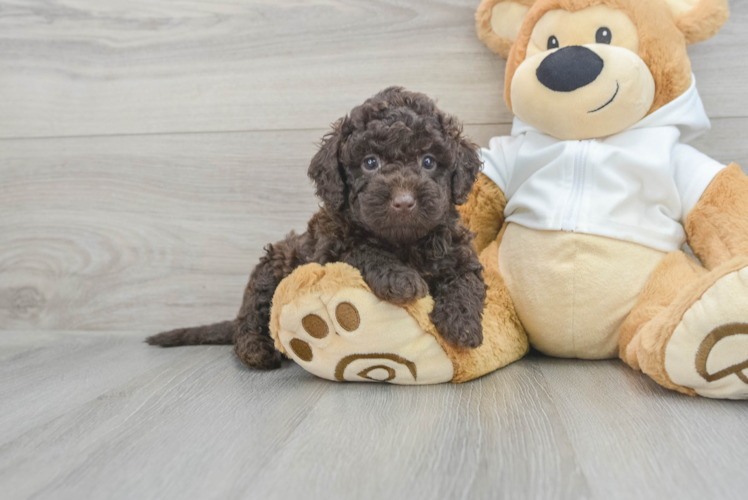 Petite Mini Labradoodle Poodle Mix Pup