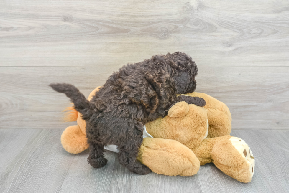 Playful Labrador Poodle Mix Puppy